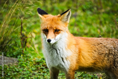 Closeup of a red fox standing on a green meadow © Martin