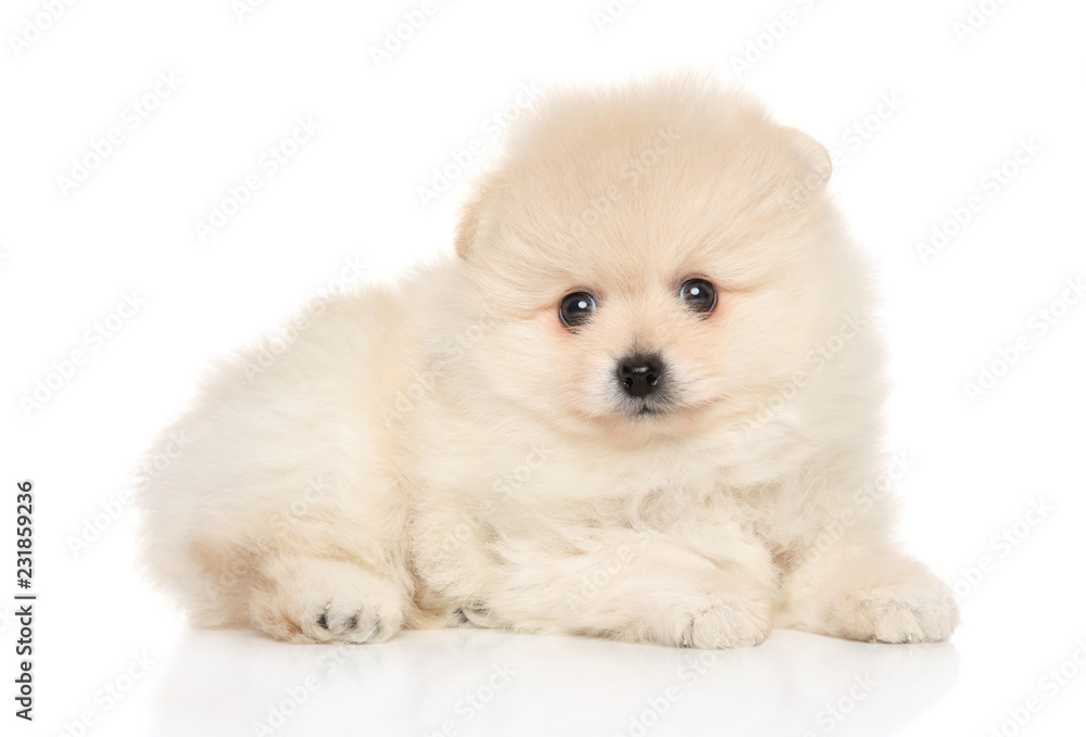 Tiny Spitz puppy on white background