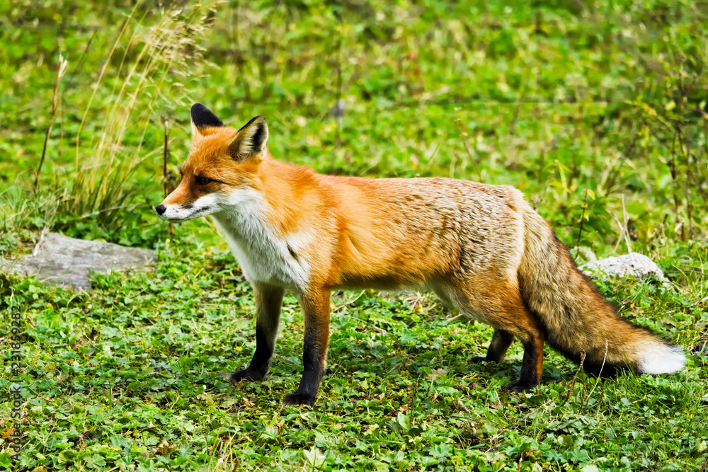 A full body shot of a red fox standing on a green meadow