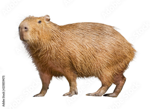 Capybara isolated on white background photo