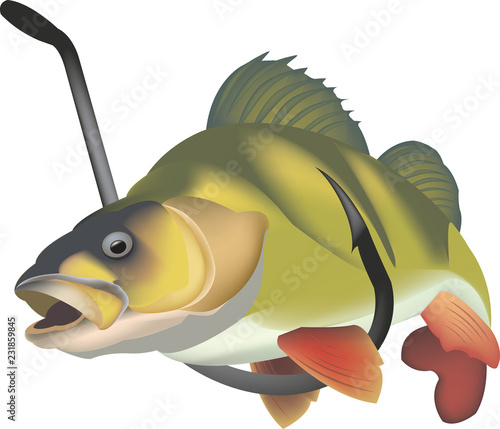 pesce predatore pesce persico di acqua dolce