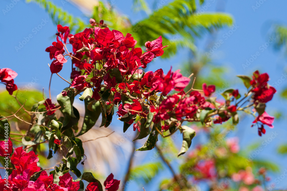 Bougainvillea Zweig mit roten Blüten