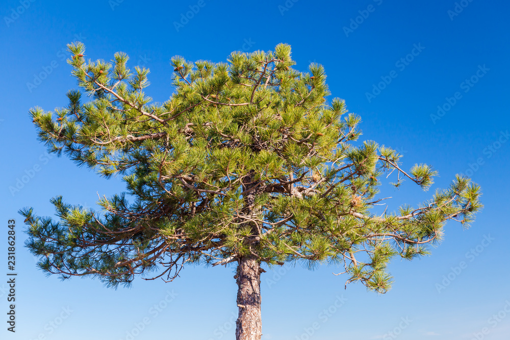 Young pine tree over blue sky background