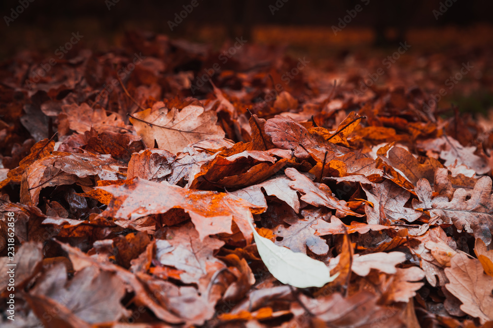 Fallen red leaves lay on ground in dark park Fallen red leaves lay on ground in dark park