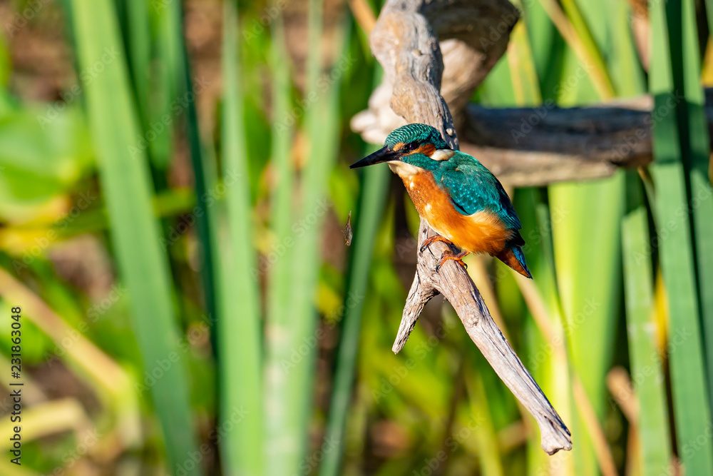 Eisvogel hat Fisch verloren Eisvogel hat Fisch verloren
