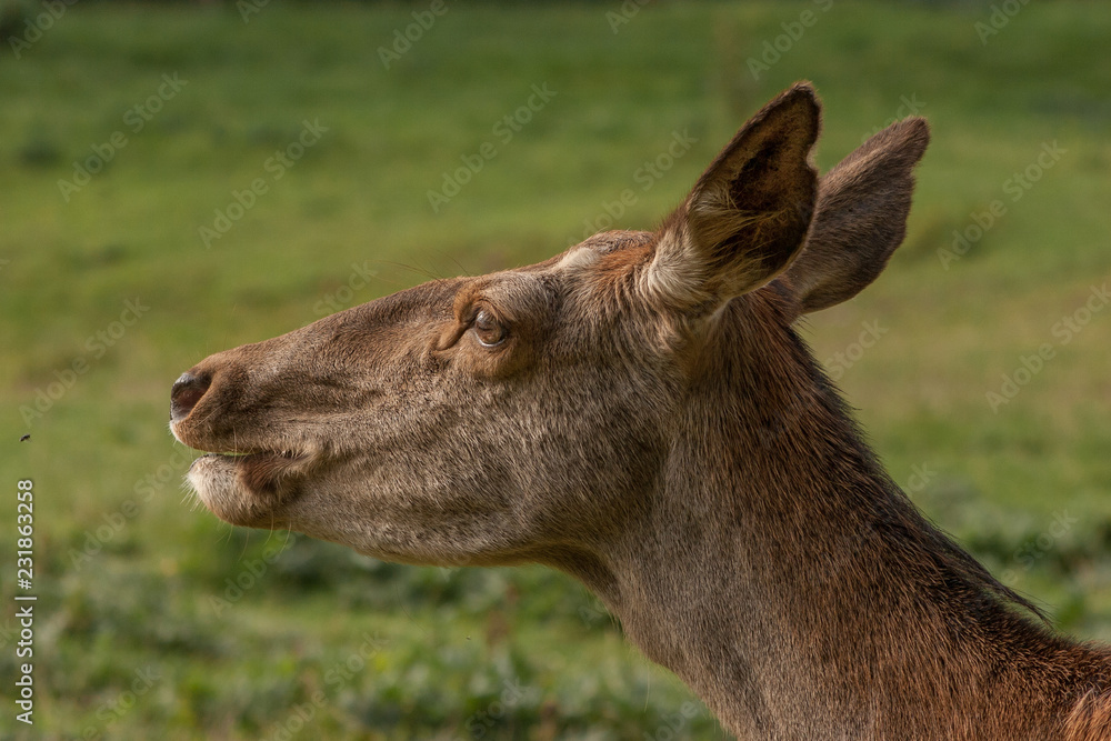 Portrait einer Rothirsch-Kuh Portrait einer Rothirsch-Kuh