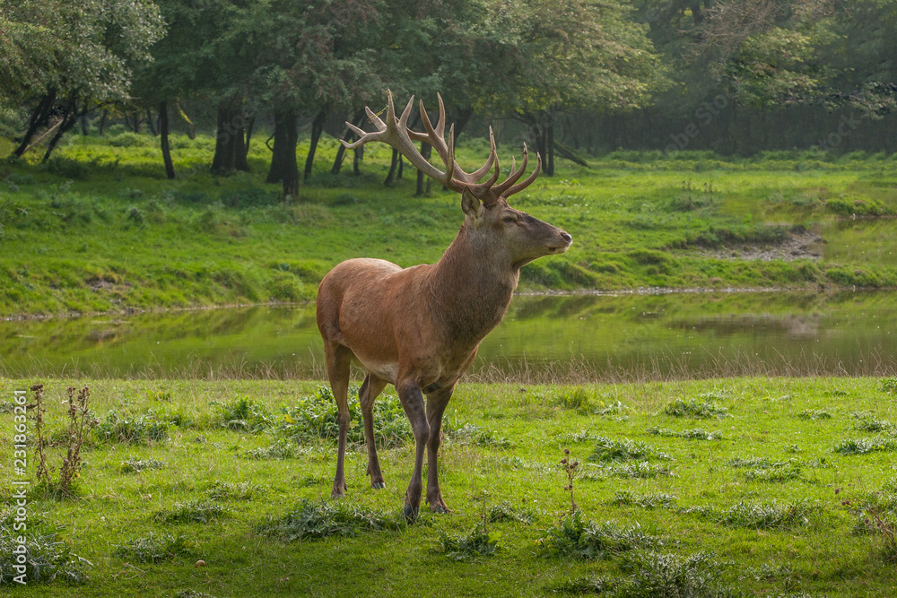 Rothirsch (Cervus elaphus) im Herbst / Brunft Rothirsch (Cervus elaphus) im Herbst / Brunft