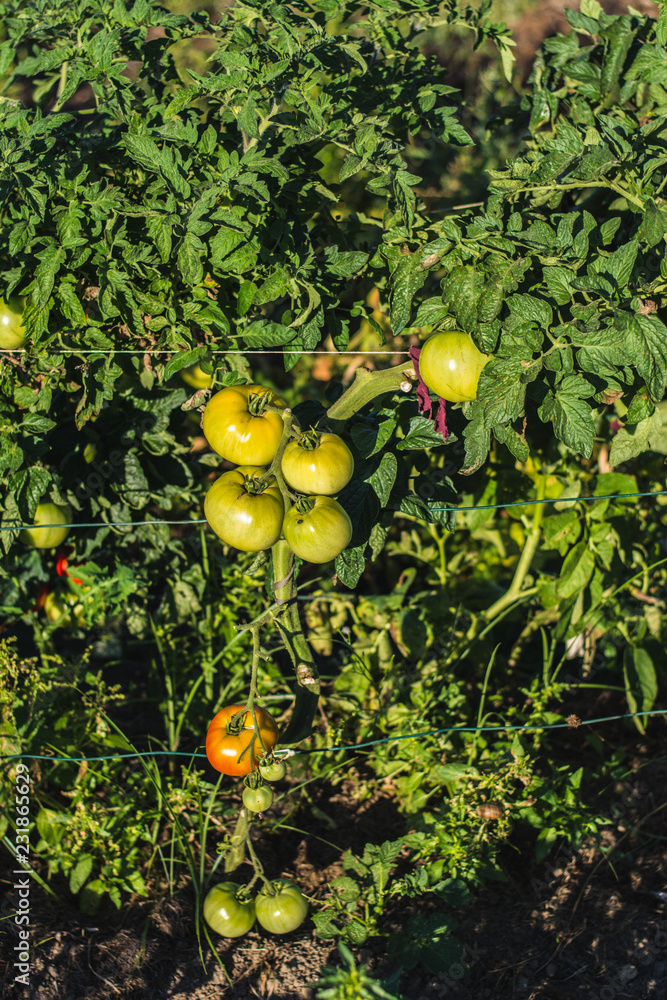 Tomatoes in the garden Tomatoes in the garden