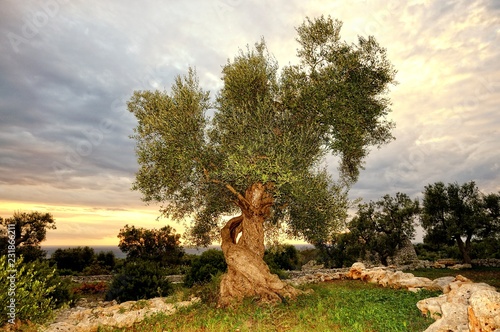 Olivenbaum in der Abendsonne