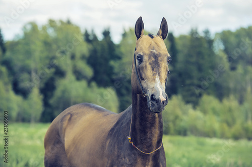 portrait of  purebred akhalteke stallion at forest background photo