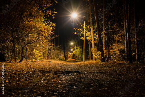 Illuminated forest path, illuminated path in autumn forest, lanterns in Forest photo