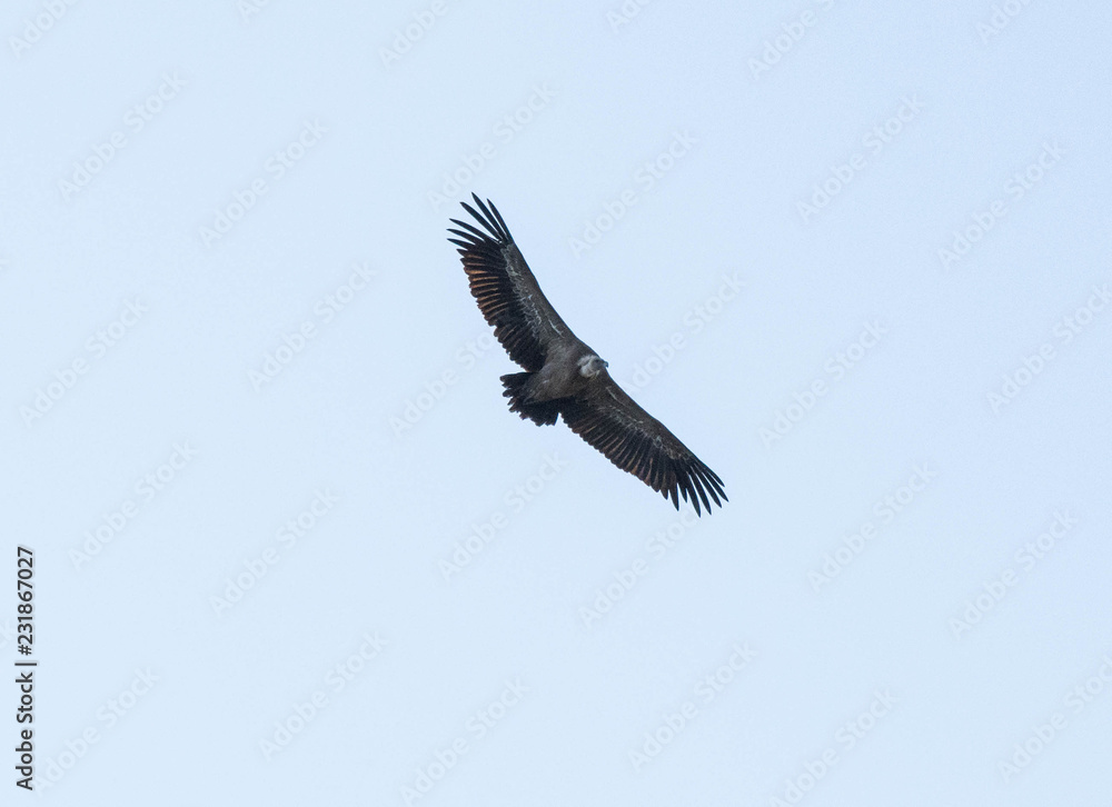Bird flying in blue sky Bird flying in blue sky