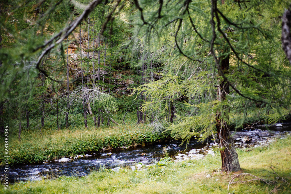 mountain river in forest and village alps mountain river in forest and village alps