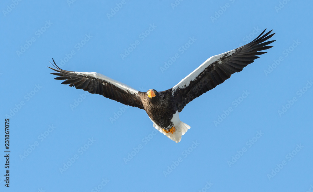 Naklejka premium Steller's sea eagle in flight. Adult Steller's sea eagle . Scientific name: Haliaeetus pelagicus. Blue sky background.