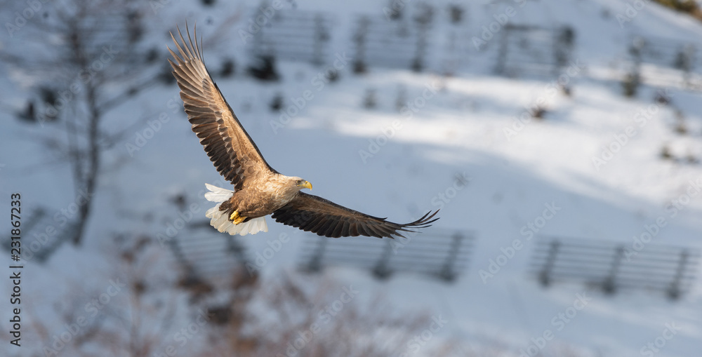 Obraz premium Adult White-tailed eagle in flight. Mountain background. Scientific name: Haliaeetus albicilla, also known as the ern, erne, gray eagle, Eurasian sea eagle and white-tailed sea-eagle. Natural Habitat.