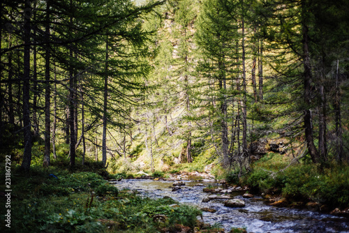 mountain river in forest and village alps