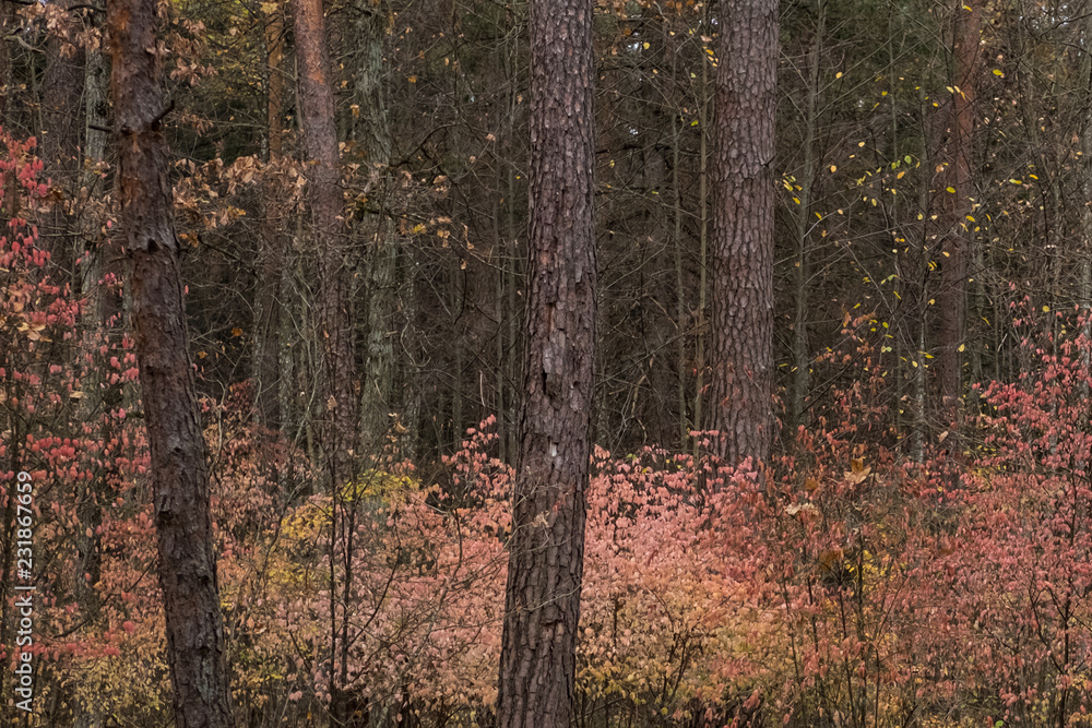 Fototapeta premium autumn colours 