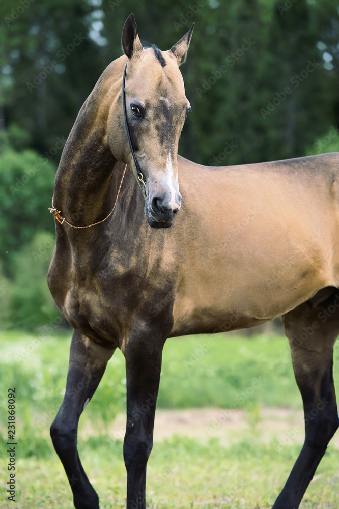 Fototapeta premium portrait of purebred akhalteke stallion at forest background