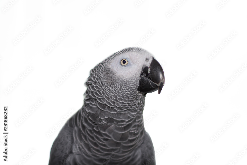 Fototapeta premium African Grey Parrot