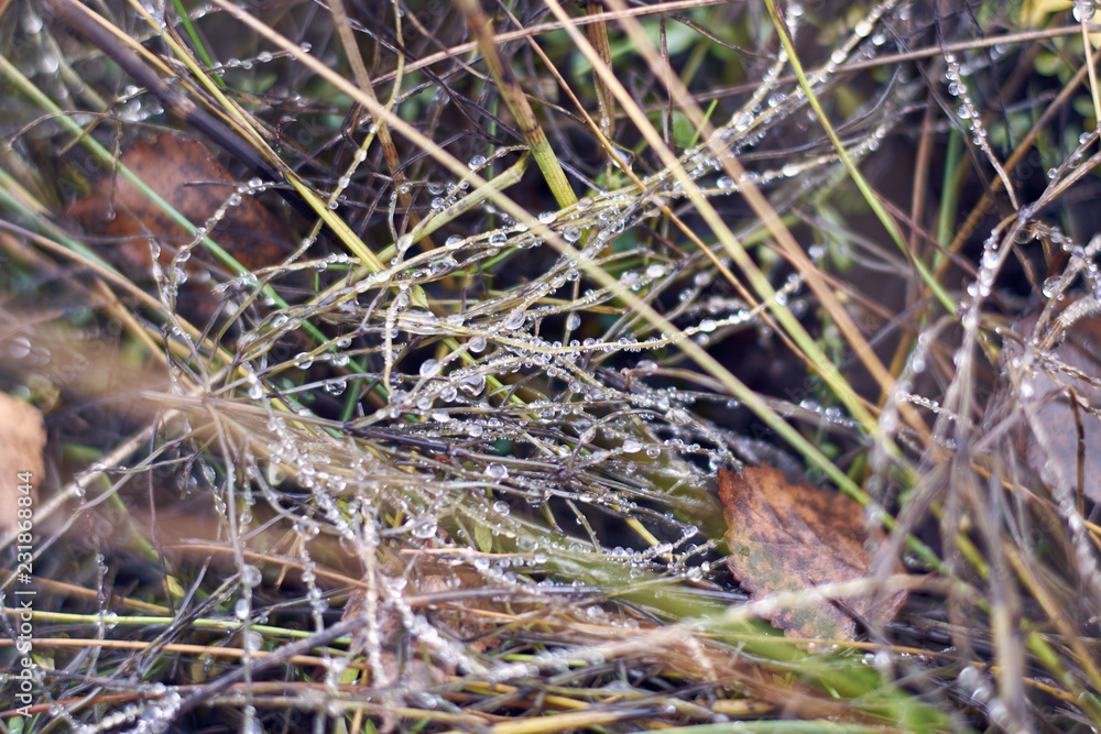 dew on the grass in autumn