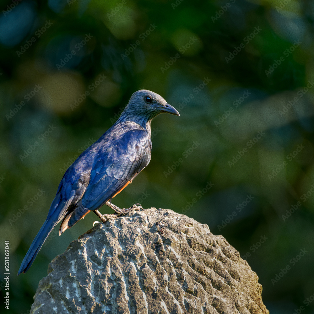 Fototapeta premium Red Winged Starling