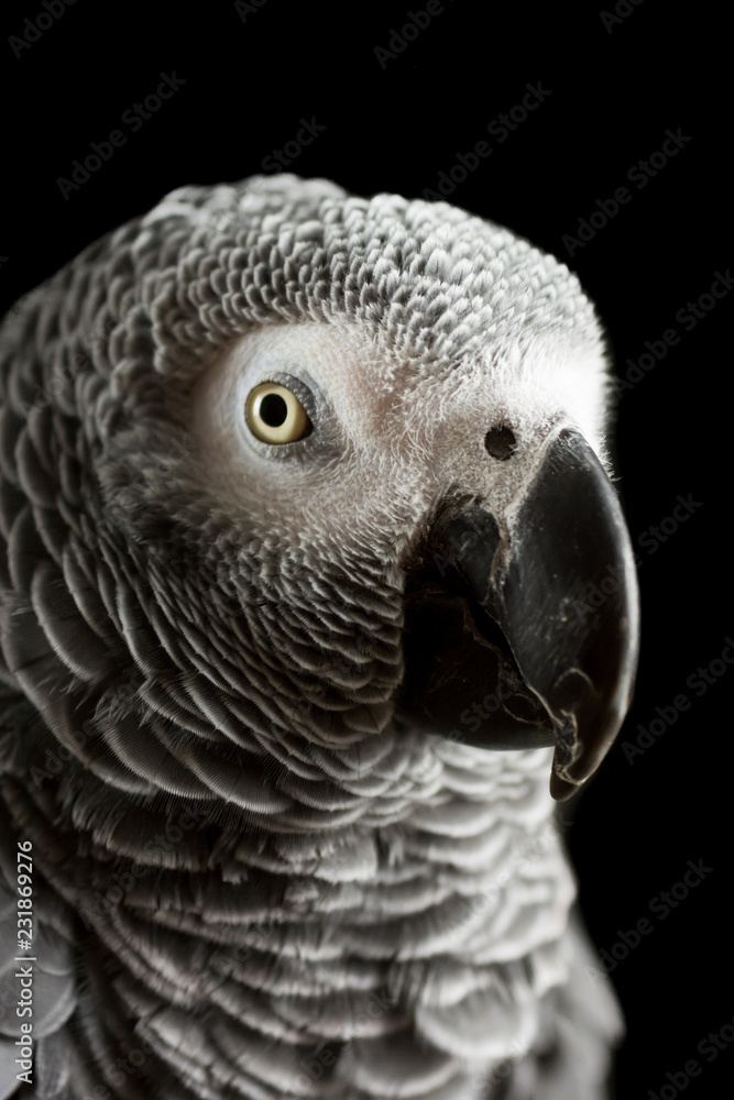 Obraz premium African Grey Parrot