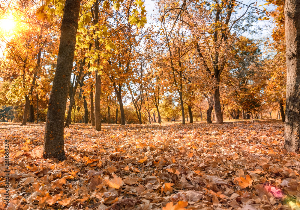 autumn city park with trees and yellow leaves autumn city park with trees and yellow leaves