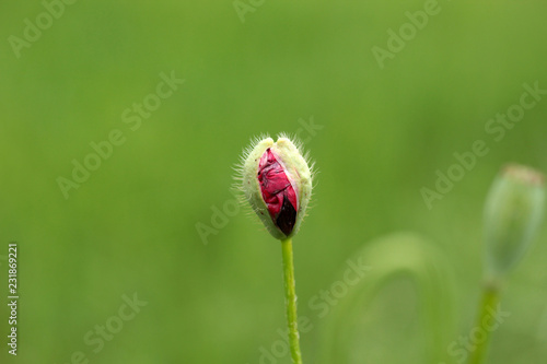 Fototapeta Naklejka Na Ścianę i Meble -  Corn Poppy Flower Bud