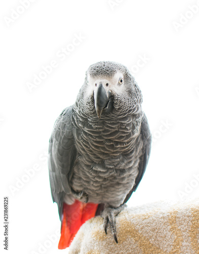 African Grey Parrot