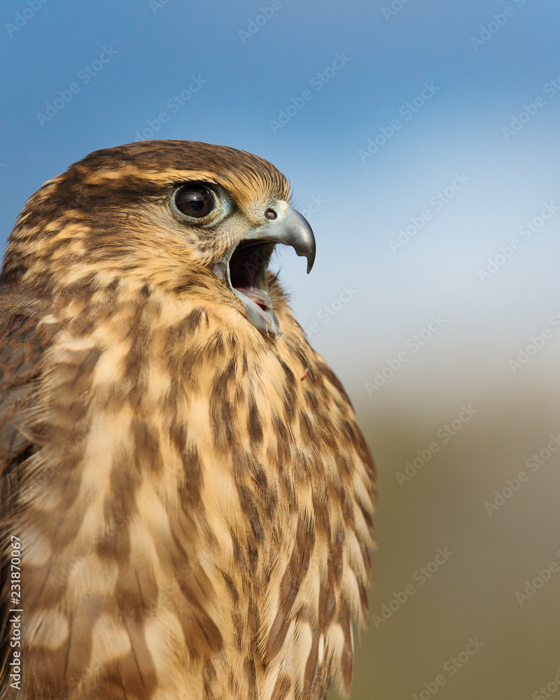 The merlin (Falco columbarius) closeup on nature background The merlin (Falco columbarius) closeup on nature background