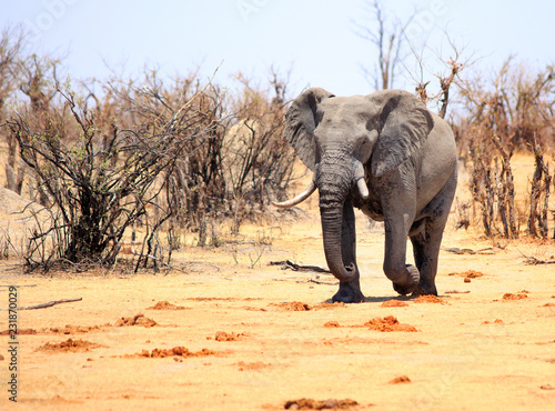 African Bull Elephant walking out of the dry bush onto the dry dusty plains in Hwange National Park, Zimbabwe