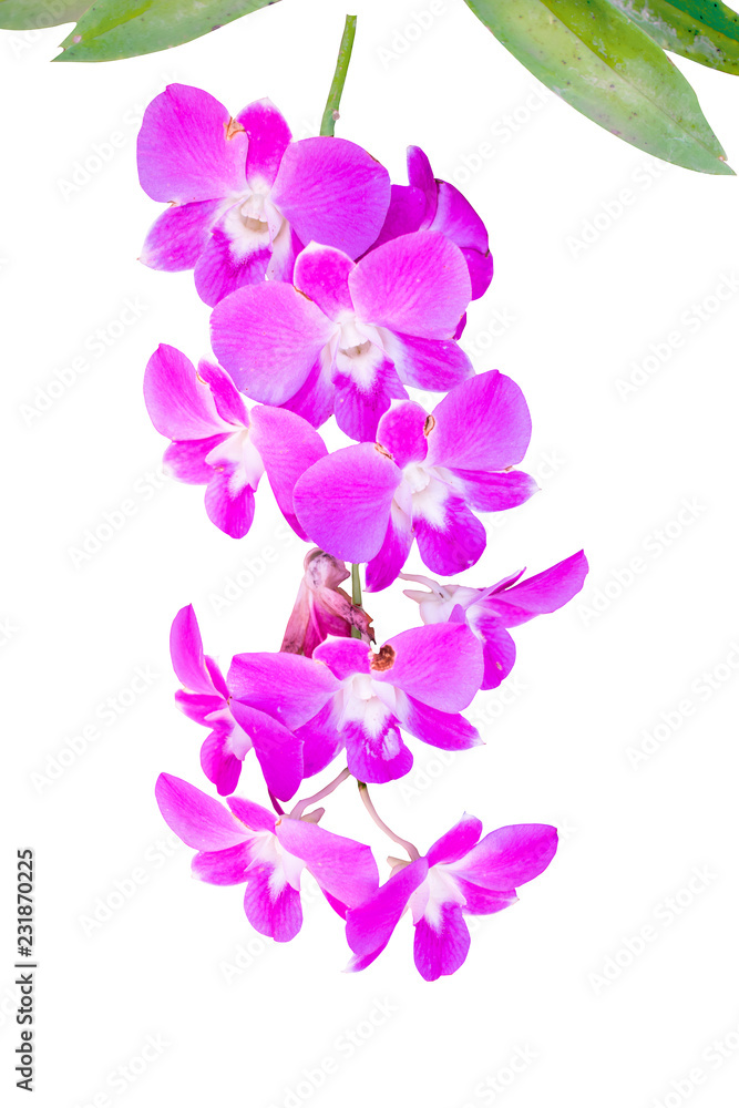 Isolated violet orchid on the white background with clipping path. Isolated violet orchid on the white background with clipping path.