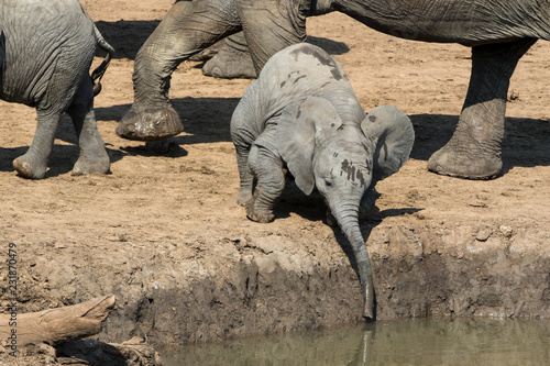 baby elephant at waterhole © johann21