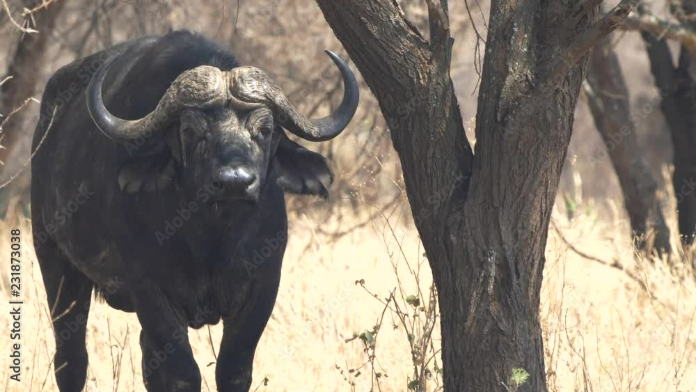 a male cape buffalo looks at camera in tarangire national park in tanzania a male cape buffalo looks at camera in tarangire national park in tanzania