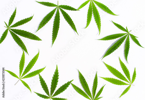 Green cannabis leaves, marijuana on white background. Hemp, ganja leaf. Top view, image wallpaper close up