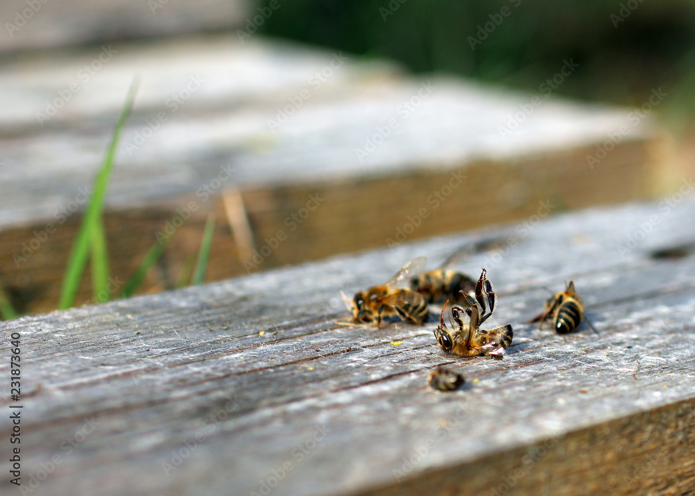 Fototapeta premium Tote Bienen auf dem Rücken vor Bienenvolk