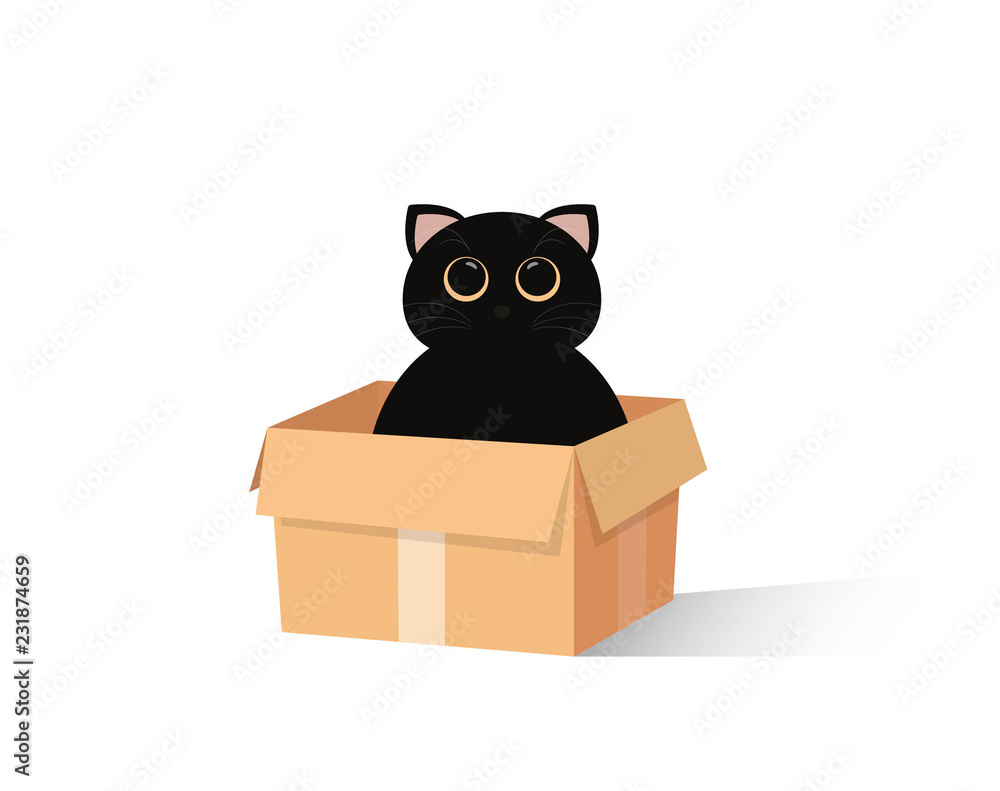 cat in packaging box
