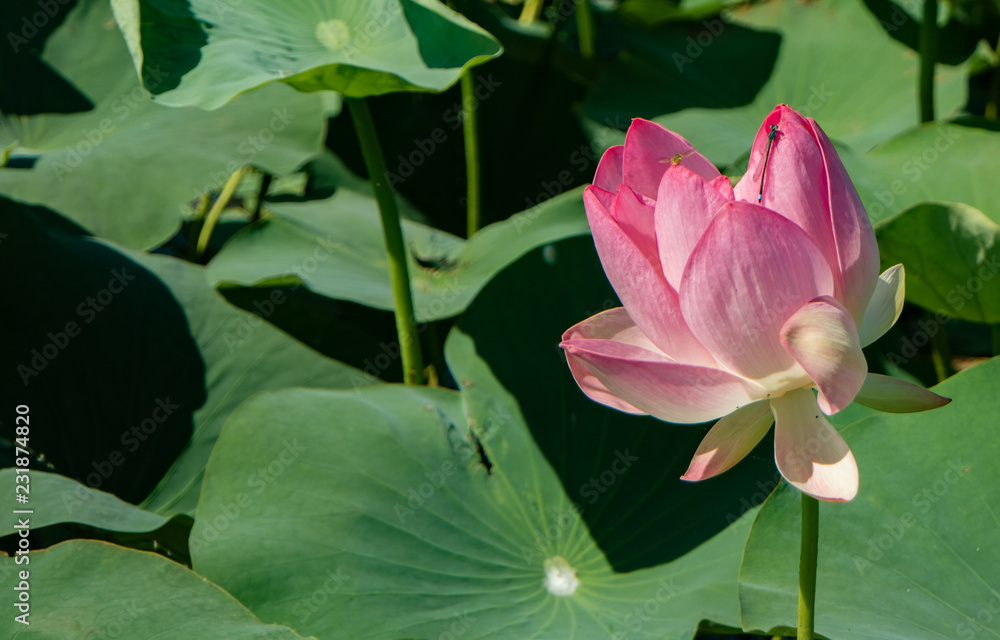 Beautiful light pink Indian Lotus flower in the natural conditions of the reservoir. Lotus flower on green leaves background. Field of blooming lotuses. Sacred symbol. Beautiful light pink Indian Lotus flower in the natural conditions of the reservoir. Lotus flower on green leaves background. Field of blooming lotuses. Sacred symbol.
