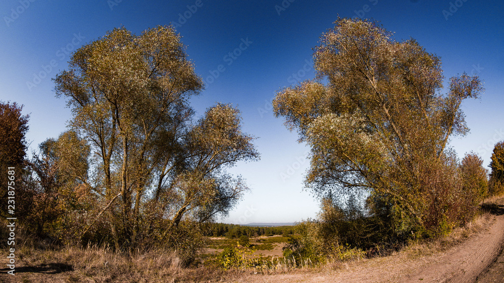 Herbstspaziergang mit Baumgruppe am Weg Herbstspaziergang mit Baumgruppe am Weg