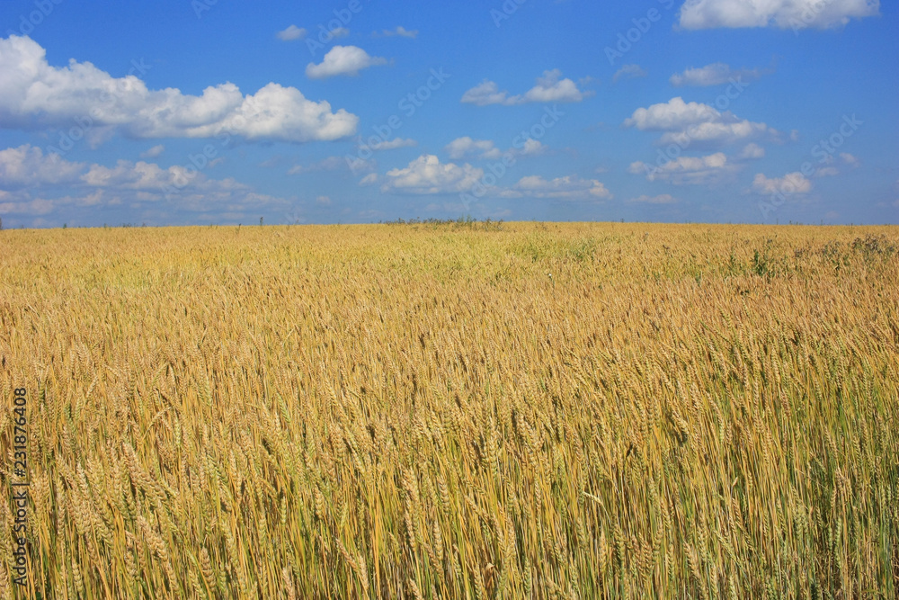 Field of wheat ears