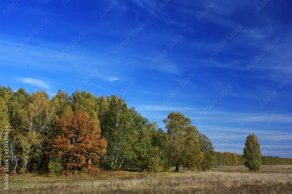 Autumn trees in the field Autumn trees in the field