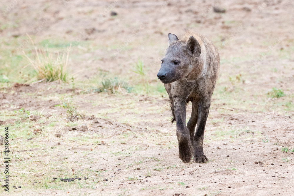 Spotted Hyena (Crocuta crocuta) walking on savannah, Kruger National Park, South Africa. Spotted Hyena (Crocuta crocuta) walking on savannah, Kruger National Park, South Africa.