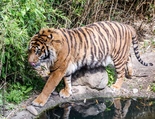 Sumatran tiger walking by the pond showing its tongue. It is a Panthera tigris sondaica population of Sumatra. It is the smallest of all living tigers and listed as Critically Endangered.