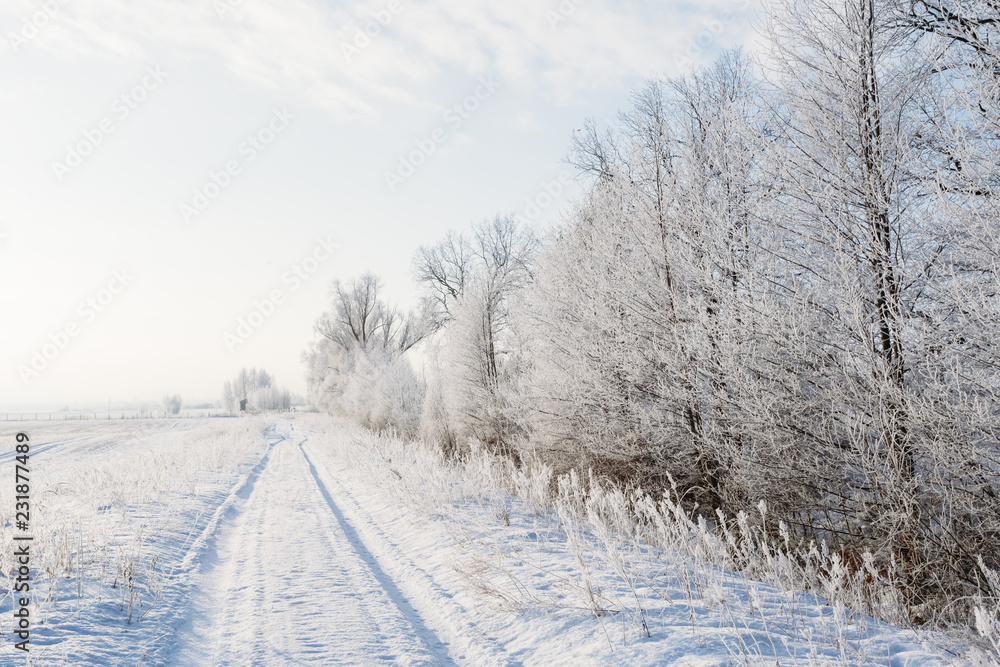 Fototapeta premium Winter landscape with a road and trees in a frost