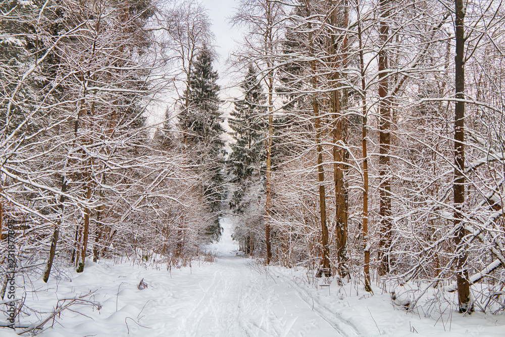 Beautiful winter forest after heavy snowfall Beautiful winter forest after heavy snowfall