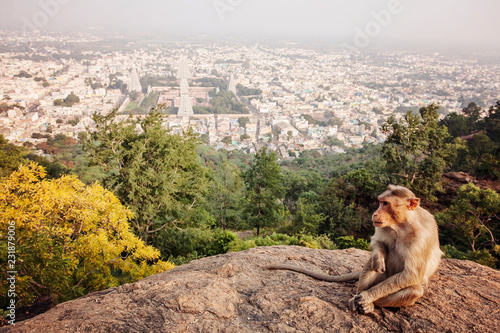 Rhesus Macaque little monkey at Arunachala mountain in Tiruvannamalai, Tamil Nadu, India © marbenzu
