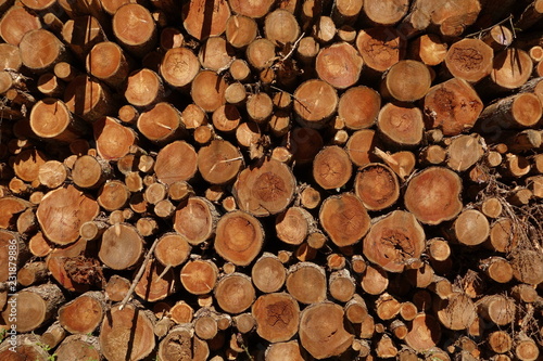 Textura de troncos de pino