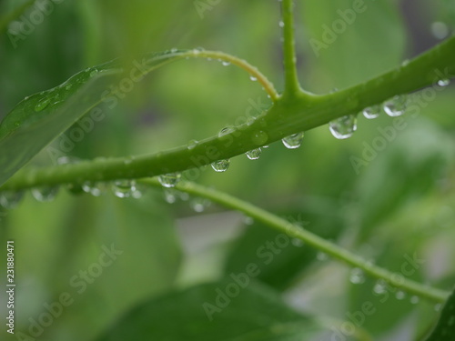 雨上がりの植物