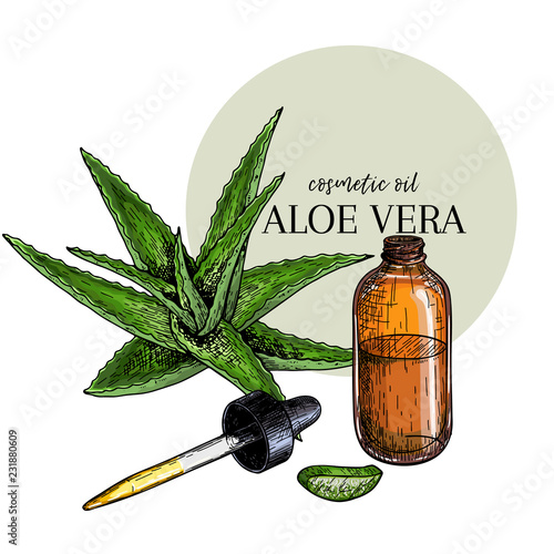 Hand drawn set of essential oils. Vector aloe vera branch. Medicinal herb with glass dropper bottle. Engraved colored art. For cosmetics, medicine, treating, healthcare, package design, moisturizing.