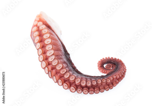 Photos tentacles of octopus isolated on white background